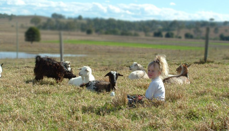 Australian Miniature Goats (2005) 